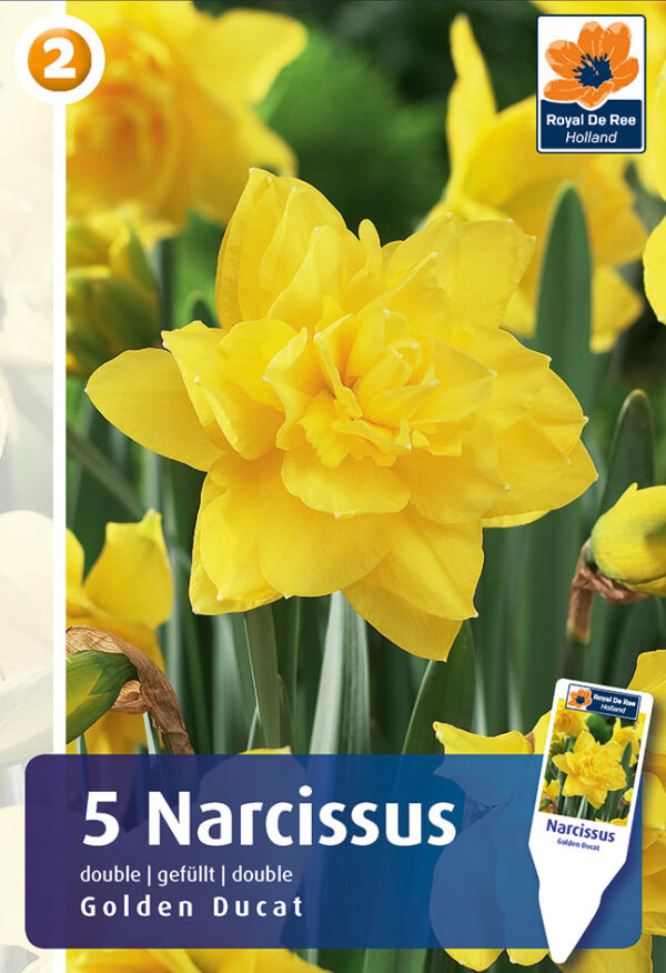 Nartsiss 'Golden Ducat' 5tk
