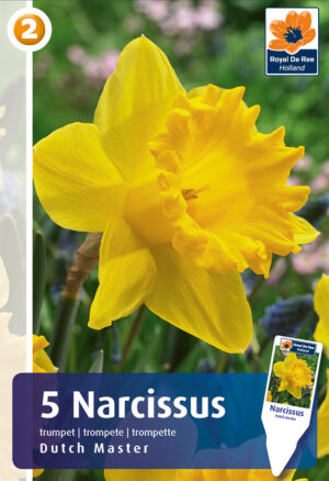 Nartsiss ‘Dutch Master’ 5tk