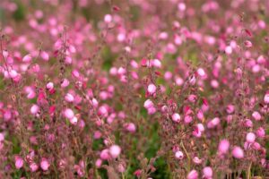 Harilik püharbik ‘Atropurpurea’ P11