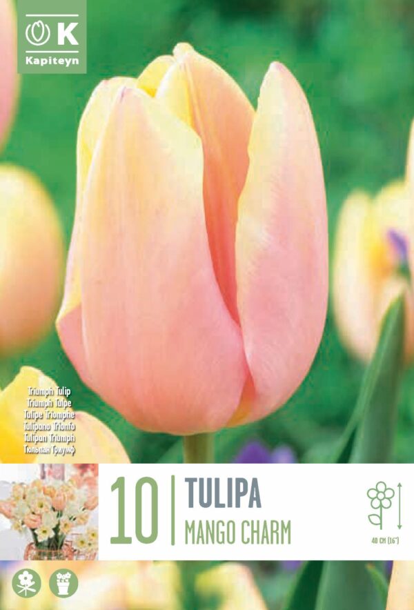 Tulp 'Mango Charm' 10tk
