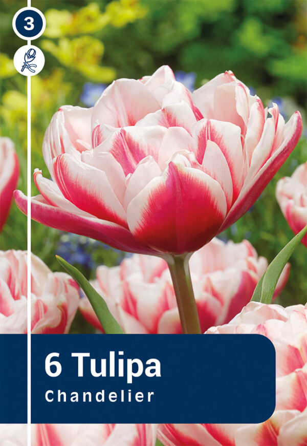Tulp 'Chandelier' 6tk