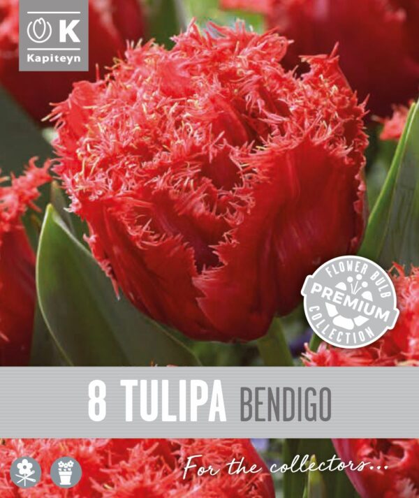 Tulp 'Bendigo' 8tk