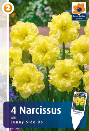 Nartsiss ‘Sunnyside Up’ 4tk