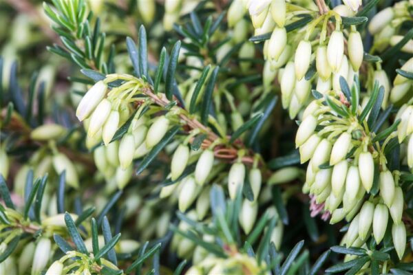 Punane eerika 'Winter Ladies Sarah' P13