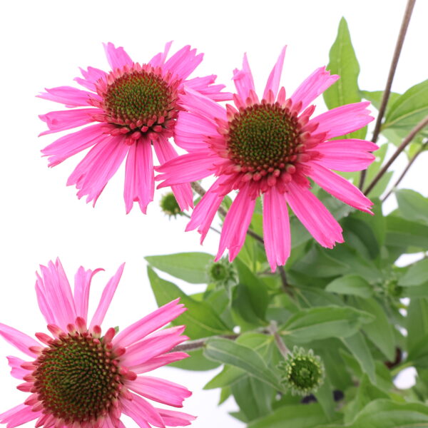 Punane siilkübar 'Delicious Candy' P19 Eestis kasvatatud