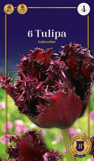 Tulp ‘Labrador’ 6tk