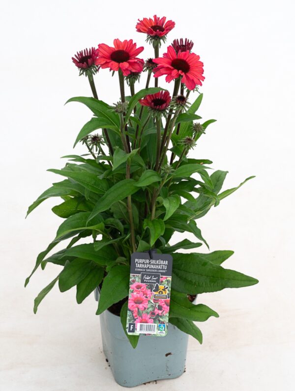 Punane siilkübar 'Sunseekers Carmine' P19 Eestis kasvatatud