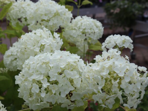 Puishortensia 'Annabelle' P30 80cm