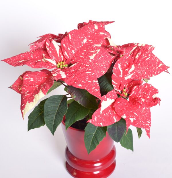 Jõulutäht 'Superba New Glitter' P14