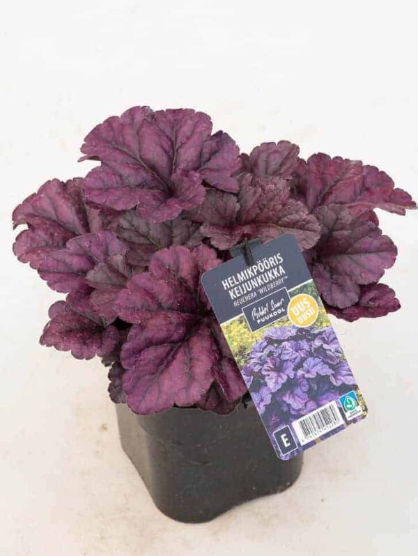 Helmikpööris 'Wildberry' P17 Eestis kasvatatud