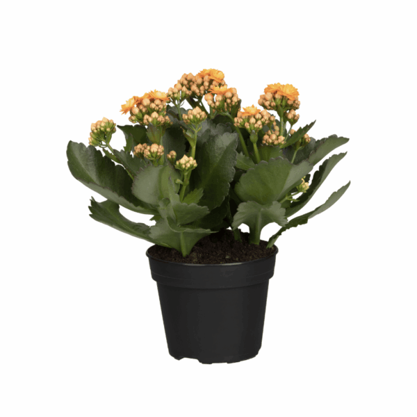 Blossfeldi kalanhoe P14 erinevad