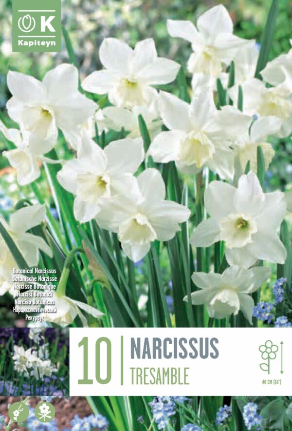 Nartsiss 'Tresamble' 10tk