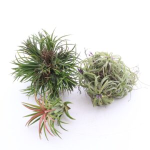 Tillandsia ehk õhulill XXXL 1tk