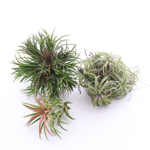 Tillandsia ehk õhulill XXXL 1tk