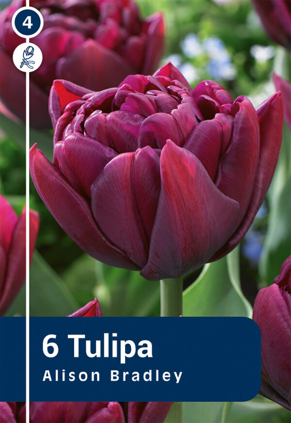 Tulp 'Alison Bradley' 6tk