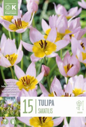 Kaljutulp 15tk