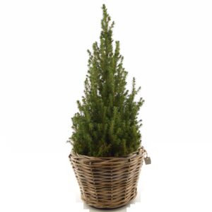 Kanada kuusk ‘December’ P23 65cm