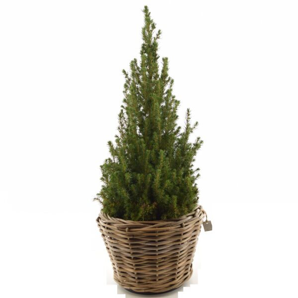 Kanada kuusk 'December' P23 65cm