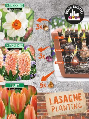 Lillesibulate segu oranž lillelasanje 11tk