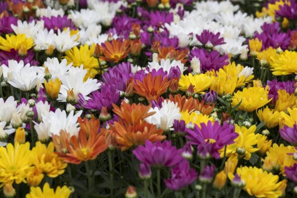 Krüsanteem P12 Eestis kasvatatud