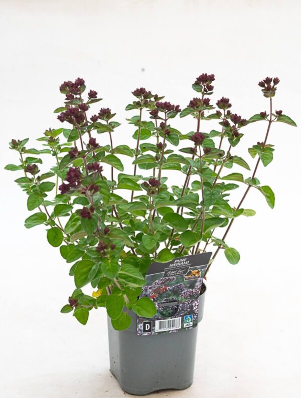 Pune 'Rosenkuppel' P14 Eestis kasvatatud