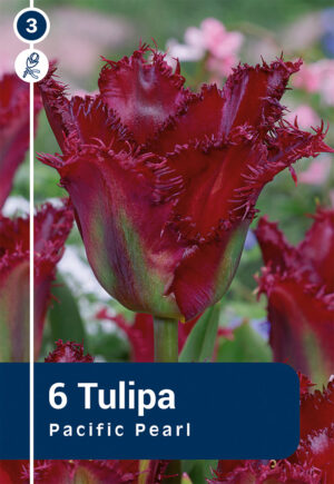 Tulp ‘Pacific Pearl’ 6tk