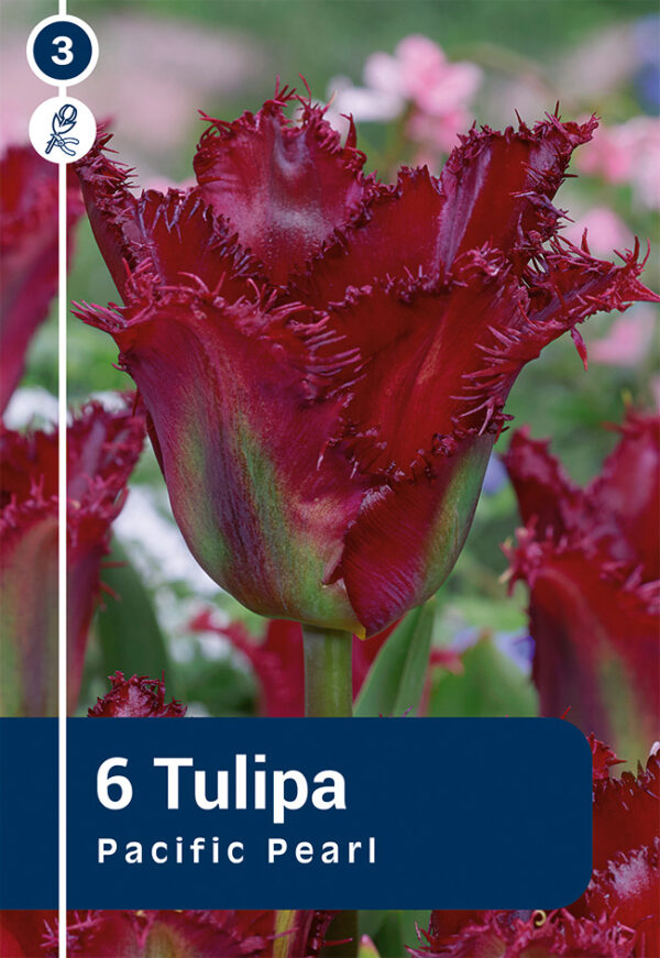 Tulp 'Pacific Pearl' 6tk