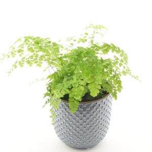 Talbjas adiantum ‘Fragrans’ P17