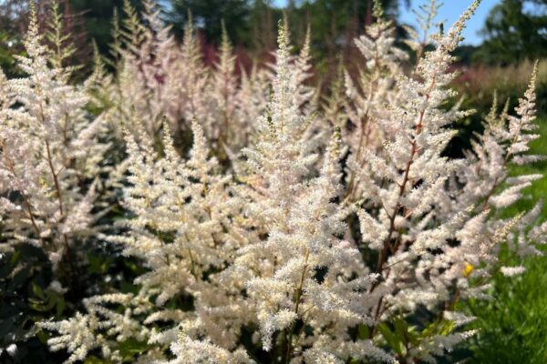Arendsi astilbe 'Bronzlaub' P17 Eestis kasvatatud