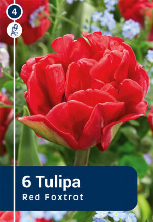 Tulp ‘Red Foxtrot’ 6tk