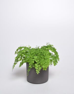 Talbjas adiantum ‘Fragrans’ P14