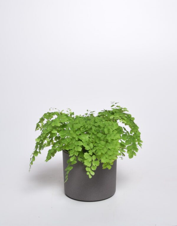 Talbjas adiantum 'Fragrans' P14