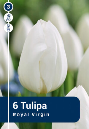 Tulp ‘Royal Virgin’ 6tk