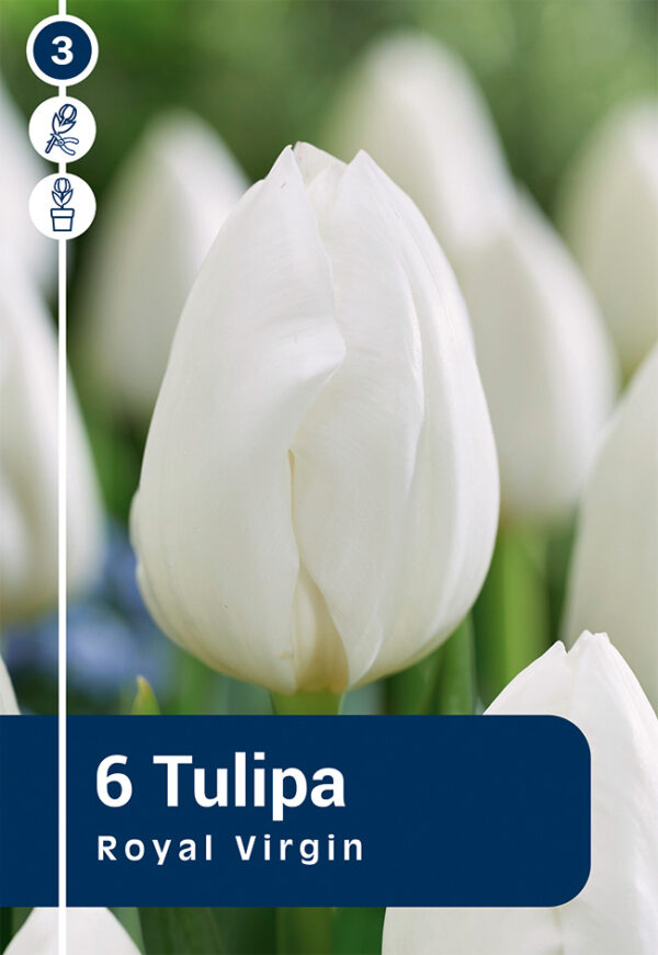 Tulp 'Royal Virgin' 6tk