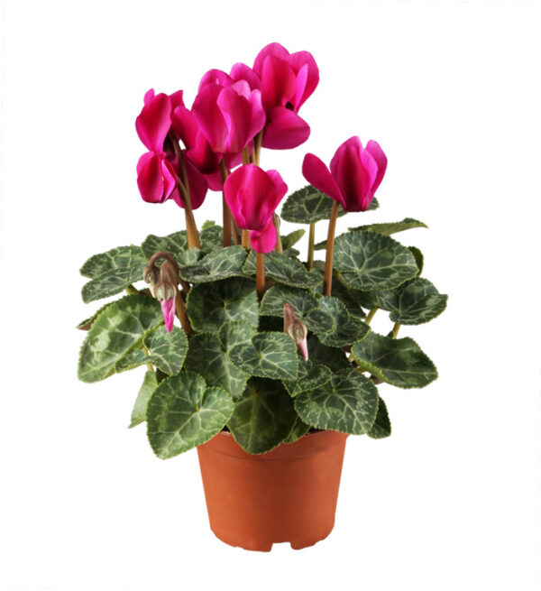 Alpikann P10,5 erinevad Eestis kasvatatud