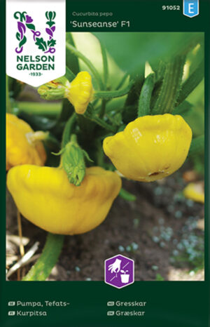 Taldrikkõrvits ‘Sunseanse’ F1