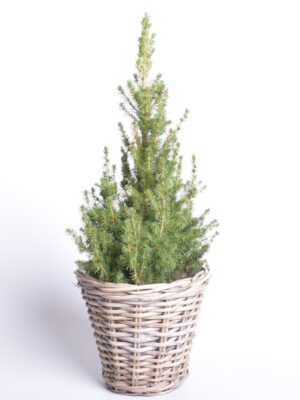 Kanada kuusk ‘Conica’ P21/P24 50-60cm