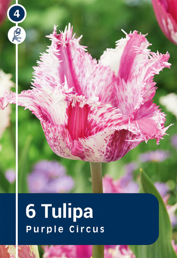 Tulp 'Purple Circus' 6tk