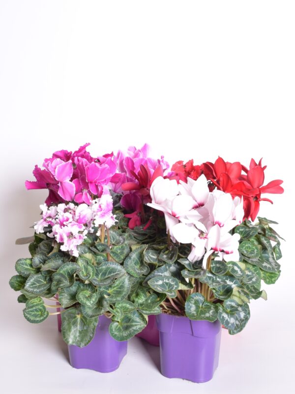 Alpikann P13/P14 Eestis kasvatatud