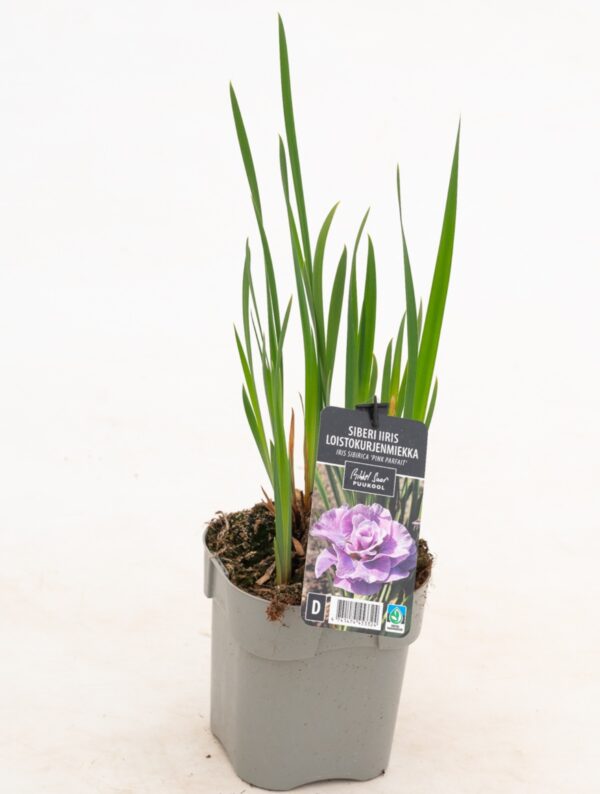 Siberi iiris 'Pink Parfait' P14 Eestis kasvatatud