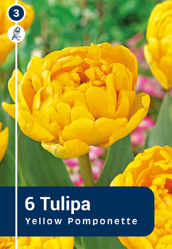 Tulp 'Yellow Pomponette' 6tk