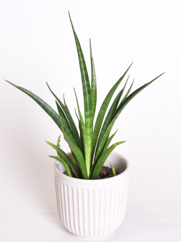 Tihe havisaba 'Friends' P12