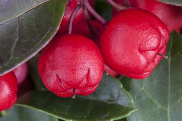 Lamav talihali P10/P11