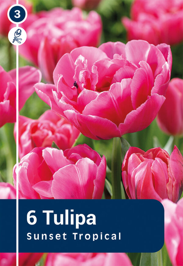 Tulp 'Sunset Tropical' 6tk