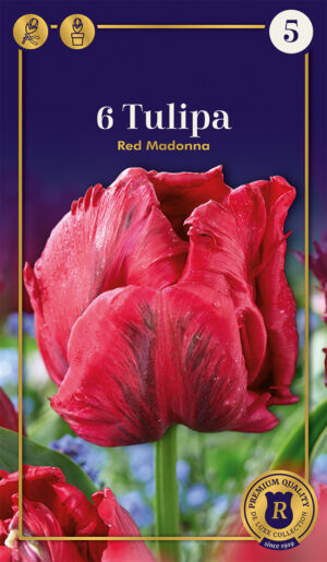 Tulp ‘Red Madonna’ 6tk