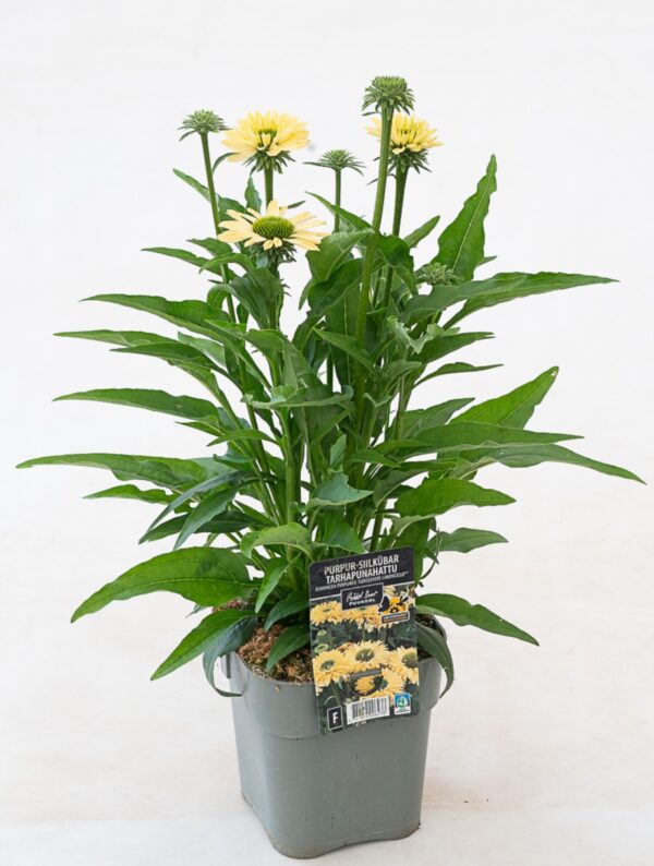 Punane siilkübar 'SunSeekers Limoncello' P19 Eestis kasvatatud