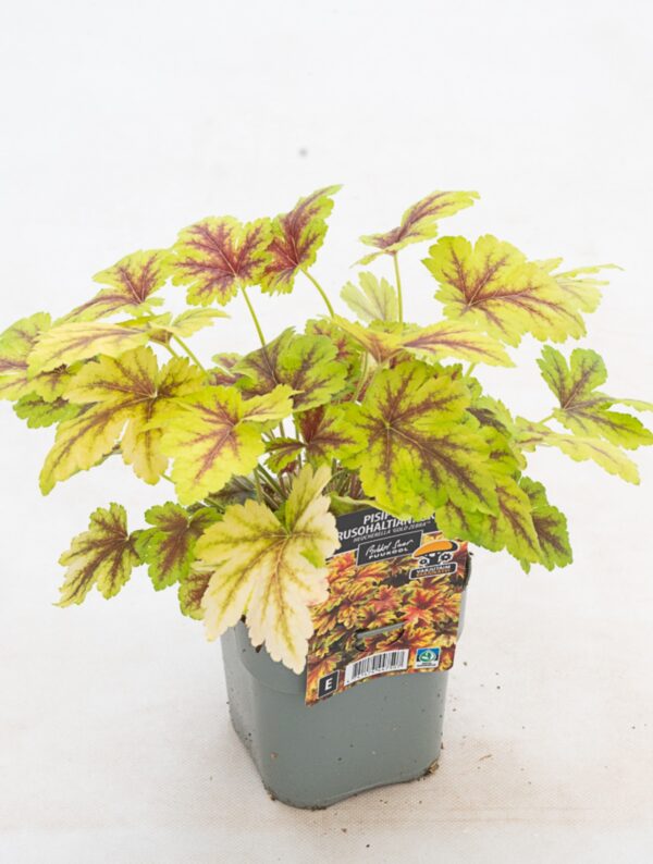 Pisipööris 'Gold Zebra'® P14 Eestis kasvatatud