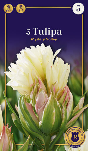 Tulp ‘Mystery Vallery’ 5tk
