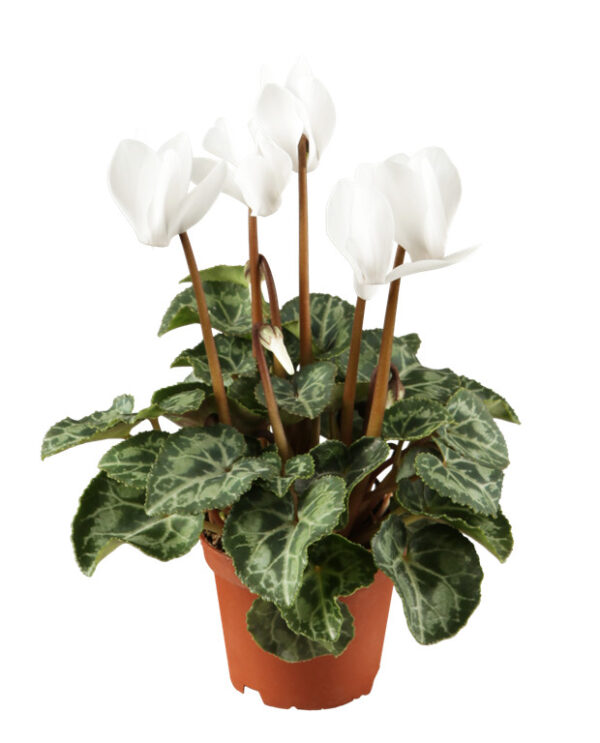 Alpikann P10,5 erinevad Eestis kasvatatud