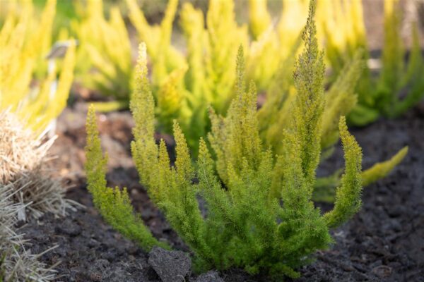 Puis-eerika 'Albert's Gold' P19